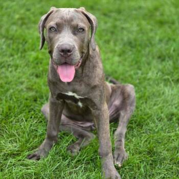Lainey -  Mixed Breed Dog for Adoption in Plainfield, Illinois - Lainey | PetCurious