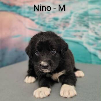 Nino -  Great Pyrenees and Labrador Retriever Dog for Adoption in Griswold, Connecticut - Nino | PetCurious