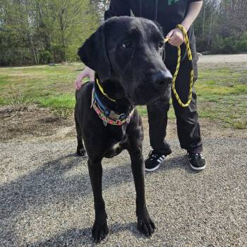 Mixed Breed Dogs Available for Adoption in Conway, New Hampshire - Tarot | PetCurious