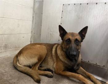 FELIX -  Belgian Shepherd Malinois and Mixed Breed Dog for Adoption in San Bernardino, California - FELIX | PetCurious