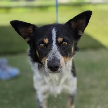 Fancy CI -  Australian Cattle Dog Blue Heeler Dog for Adoption in Austin, Texas - Fancy CI | PetCurious