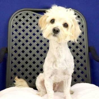 Maltese Dogs Available for Adoption in Fort Davis, Texas - Darla | PetCurious