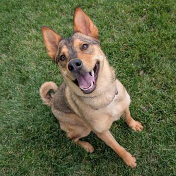 Rescue Husky and Shiba Inu Dogs for Adoption in Colorado Springs, Colorado - Aphrodite | PetCurious