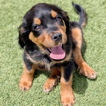 Maserati* -  Rottweiler Dog for Adoption in San Gabriel, California - Maserati* | PetCurious