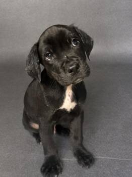 Clark -  Mixed Breed Dog for Adoption in Fredericksburg, Virginia - Clark | PetCurious