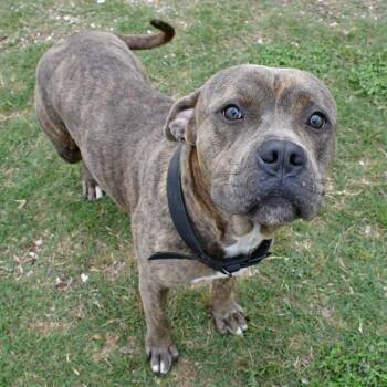 Pit Bull Terrier Dogs Available for Adoption in Beaumont, Texas - Emerson | PetCurious