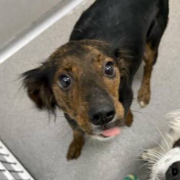 Catie -  Border Collie Dog for Adoption in Des Moines, Iowa - Catie | PetCurious