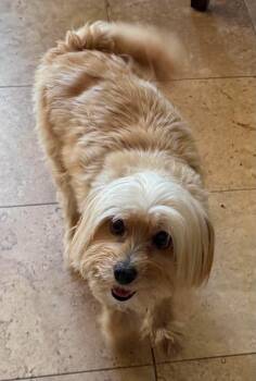 Mora -  Yorkshire Terrier Dog for Adoption in Yonkers, New York - Mora | PetCurious
