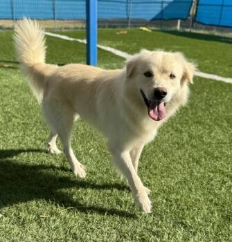 Gus -  Great Pyrenees Dog for Adoption in Williston, Vermont - Gus | PetCurious