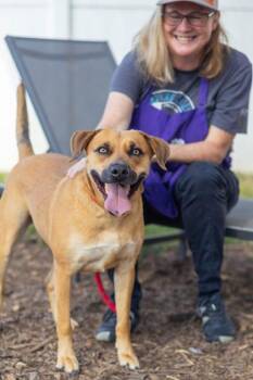 Kaori -  Mixed Breed Dog for Adoption in Chamblee, Georgia - Kaori | PetCurious