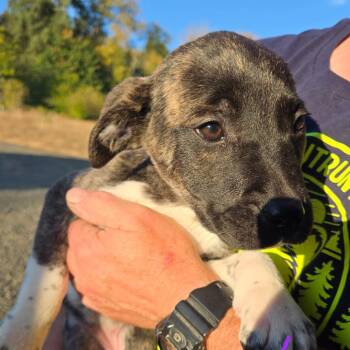 Zaria -  Pit Bull Terrier and Mixed Breed Dog for Adoption in Oakville, Washington - Zaria | PetCurious