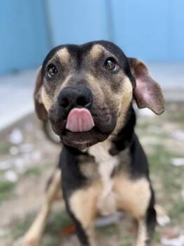 Shepherd and Pit Bull Terrier Dogs Available for Adoption in New Orleans, Louisiana - Colby | PetCurious