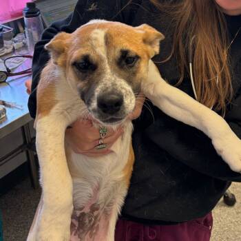 Rescue Shepherd and Cattle Dog Dogs for Adoption in Enfield, New Hampshire - Elk | PetCurious
