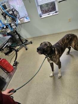 Great Dane and Mixed Breed Dogs Available for Adoption in Cincinnati, Ohio - Dunny | PetCurious