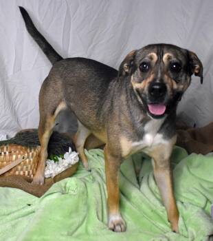 Pit Bull Terrier Dogs Available for Adoption in Monroe, Louisiana - Cookie | PetCurious