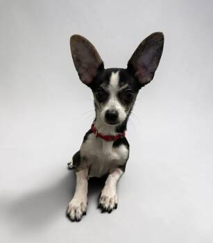 Radar -  Chihuahua Dog for Adoption in Yonkers, New York - Radar | PetCurious