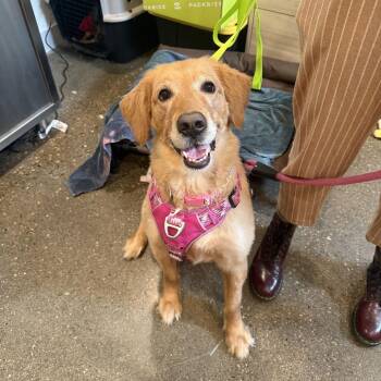 Bella Swan -  Golden Retriever Dog for Adoption in Louisville, Kentucky - Bella Swan | PetCurious