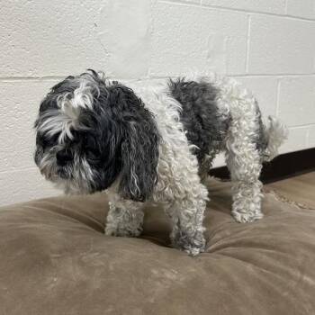 SVAS-Stray-39435 -  Shih Tzu Dog for Adoption in Lyndhurst, Virginia - SVAS-Stray-39435 | PetCurious