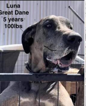 Luna -  Great Dane Dog for Adoption in Shorewood, Illinois - Luna | PetCurious