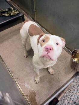Scooter -  Pit Bull Terrier Dog for Adoption in La Porte, Indiana - Scooter | PetCurious