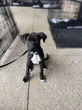 Labrador Retriever Dogs Available for Adoption in Kutztown, Pennsylvania - Norbit | PetCurious