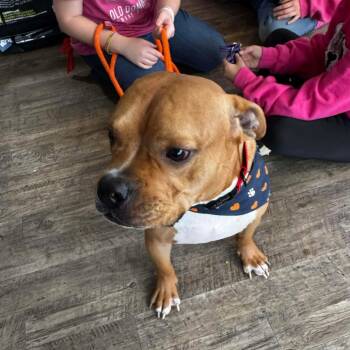 Rescue Mixed Breed Dogs for Adoption in Fredericksburg, Virginia - Sabo | PetCurious