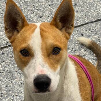 Lightning Mcqueen -  Basenji and Mountain Cur Dog for Adoption in Bronson, Florida - Lightning Mcqueen | PetCurious