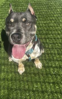 Pit Bull Terrier Dogs Available for Adoption - Frankie **Courtesy Post. Out Of Town Pet. See Below For Details* | PetCurious