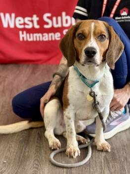Pudgy -  Beagle Dog for Adoption in Downers Grove, Illinois - Pudgy | PetCurious