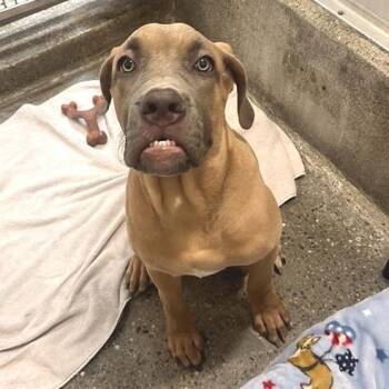 Yarra -  Cane Corso and Mixed Breed Dog for Adoption in Los Angeles, California - Yarra | PetCurious