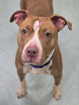 Mixed Breed Dogs Available for Adoption - Sparkle- Stray Hold Through 3/1 | PetCurious