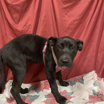 Rescue Labrador Retriever and Mixed Breed Dogs for Adoption in Modesto, California - A603765 | PetCurious