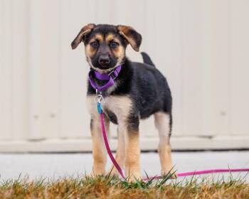 Rescue Mixed Breed Dogs for Adoption in Sioux Falls, South Dakota - Ayra | PetCurious