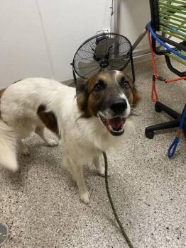 Yinsen -  Mixed Breed Dog for Adoption in Vancouver, Washington - Yinsen | PetCurious