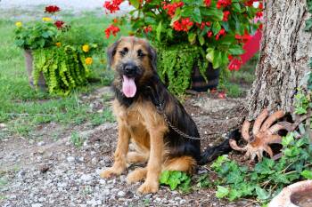 GINGER -  Labradoodle Dog for Adoption in Humboldt, Tennessee - GINGER | PetCurious