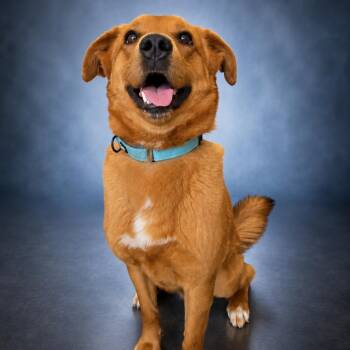 Chopper -  Golden Retriever and Labrador Retriever Dog for Adoption in Newport, Tennessee - Chopper | PetCurious