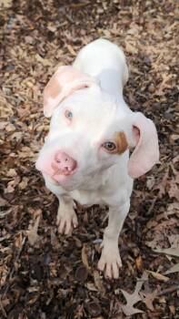Terrier and Mixed Breed Dogs Available for Adoption - Mayson  | PetCurious
