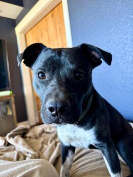 Pit Bull Terrier and Shepherd Dogs Available for Adoption in Fort Lupton, Colorado - Zeus St. Louis | PetCurious