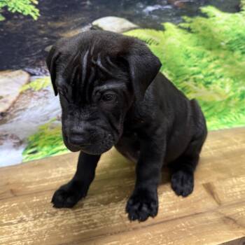 Bryce -  Shar Pei and German Shorthaired Pointer Dog for Adoption in Normal, Illinois - Bryce | PetCurious