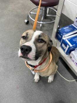 Pit Bull Terrier Dogs Available for Adoption - MELLO | PetCurious