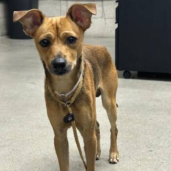 Orion -  Chihuahua Dog for Adoption in Hawthorne, California - Orion | PetCurious
