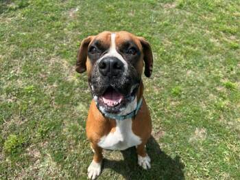 Boxer Dogs Available for Adoption - BORIS | PetCurious