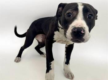 BO PEEP -  Pit Bull Terrier and Mixed Breed Dog Available for Adoption in Brentwood, Missouri - BO PEEP | PetCurious