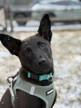 German Shepherd Dog and Belgian Shepherd Malinois Dogs Available for Adoption - Olive *In New England  | PetCurious
