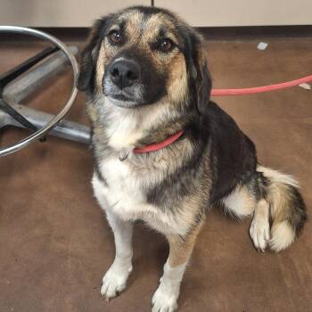 Miss Summer -  Shepherd and Mixed Breed Dog for Adoption in Flagstaff, Arizona - Miss Summer | PetCurious