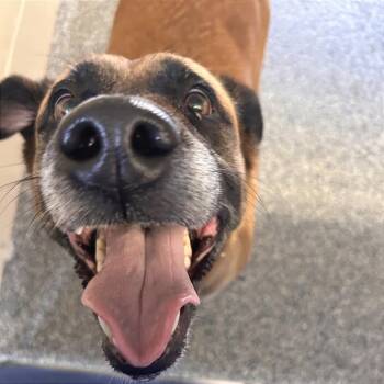 Autumn -  Mixed Breed Dog for Adoption in Hendersonville, North Carolina - Autumn | PetCurious