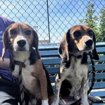 Calzone -  Beagle Dog for Adoption in East Hanover, New Jersey - Calzone | PetCurious