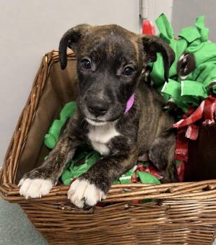 Jenga -  American Staffordshire Terrier and Labrador Retriever Dog for Adoption in Houston, Texas - Jenga | PetCurious