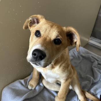 Mixed Breed Dogs Available for Adoption in Clavet, Saskatchewan - Dizzy | PetCurious