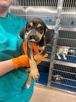 Ty Lee -  Coonhound Dog for Adoption in Nacogdoches, Texas - Ty Lee | PetCurious